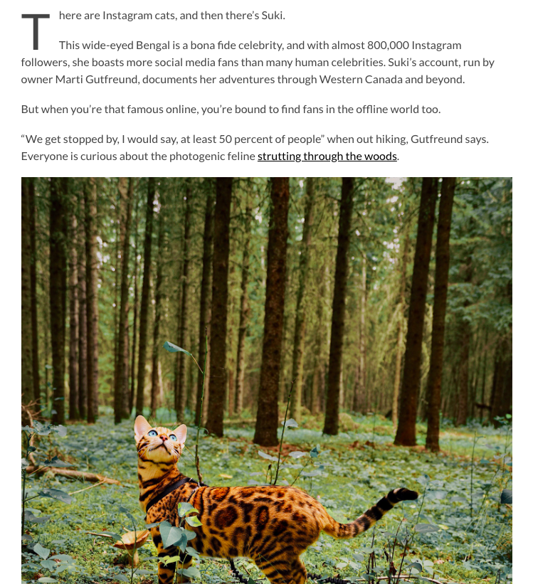 Suki the Bengal cat explores the woods.